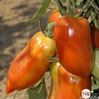 Plant de tomate 'Cornabella' F1 : pot de 0,5 litre